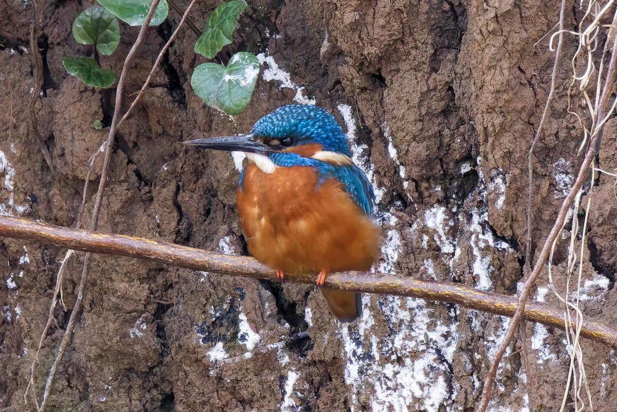 Michael80798575's tweet image. Kingfisher seen in sandwell Valley today @Natures_Voice @RSPBbirders @RSPBEngland @RSPBSandwell @WestMidBirdClub @BBCSpringwatch #kingfisher