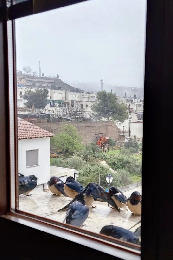 sosvencejos's tweet photo. El sol empieza a asomar en el cielo. Para las golondrinas es un alivio, porque tantas jornadas borrascosas estaban haciendo mella. Demasiados días sin alimentarse correctamente y gastando más energía para contrarrestar el frío, en pleno momento crítico de la migración. https://t.co/P9UCR7KQOo