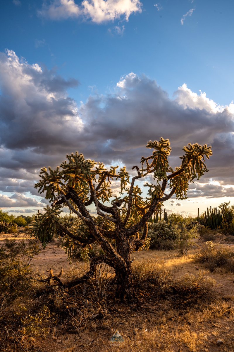 El desierto de Sonora es un vasto territorio de contrastes, donde el sol abrasador y la vida resiliente coexisten.