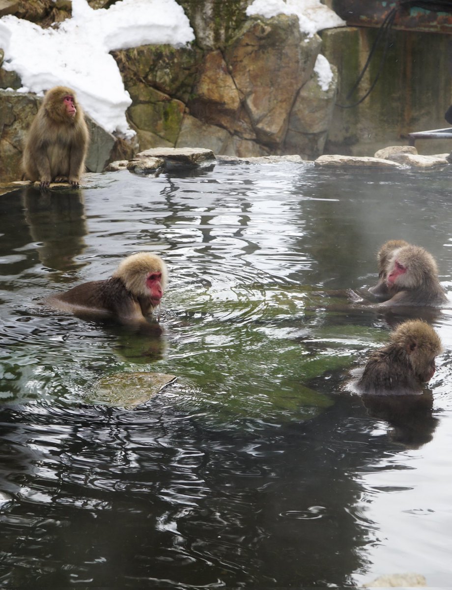 PhaedraXTeddy's tweet image. Wild Snow Monkeys are being stolen from their ancestral homes for pointless brain "experiments" in #Japan! 
#StopAnimalTesting