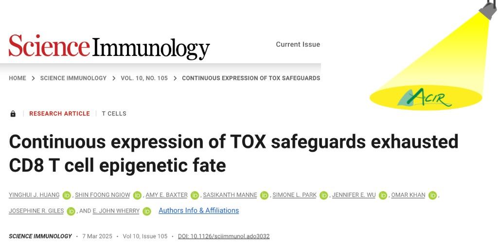 ACIR (@acir_org) on Twitter photo Huang et al. demonstrated that inducible TOX deletion in established LCMV-specific exhausted T cells (Tex) after chronic infection impaired their durability and differentiation. bit.ly/4bG6HRk <a href="/Penn_CBIO/">Univ. of Pennsylvania Department of Cancer Biology</a> <a href="/parkerici/">Parker Institute for Cancer Immunotherapy</a> Huang et al. demonstrated that inducible TOX deletion in established LCMV-specific exhausted T cells (Tex) after chronic infection impaired their durability and differentiation. bit.ly/4bG6HRk <a href="/Penn_CBIO/">Univ. of Pennsylvania Department of Cancer Biology</a> <a href="/parkerici/">Parker Institute for Cancer Immunotherapy</a>