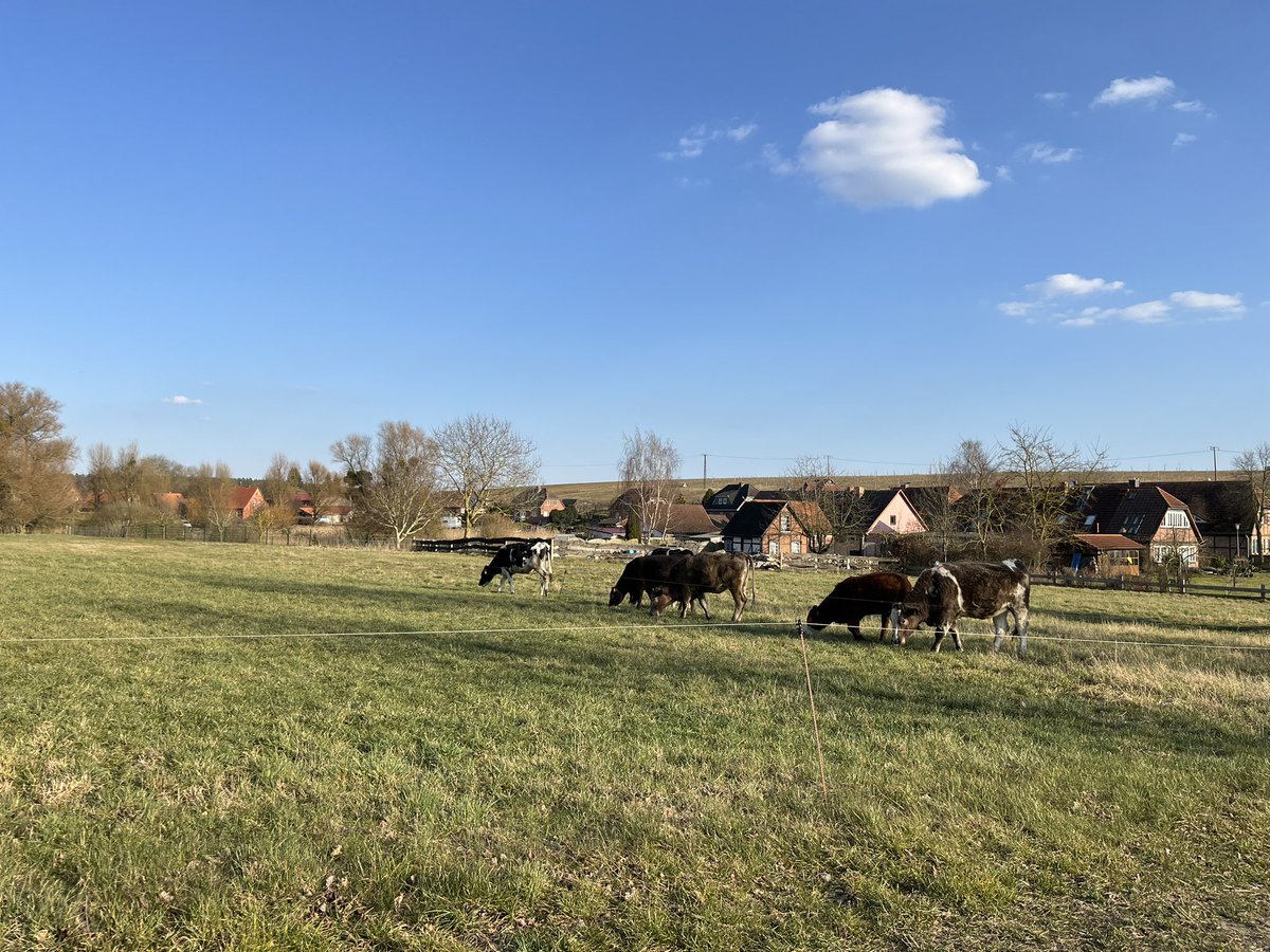 schwarzbunt04's tweet photo. Weideaustrieb!
#fruehlingsanfang #weidesaison #wetter https://t.co/UFM8EDI7cH