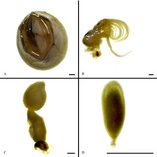 Interested in looking at the potential of using ectoparasites as bioindicators: Fully-funded PhD at UWS FindAPhD.com