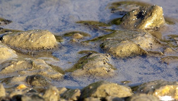 Looking for an enthusiastic biologist, chemistry or environmental scientist interested in a PhD "Aquatic Biofilms as Environmental Reservoirs: Investigating Antimicrobial Resistance Dynamics in Coastal Ecosystems at University of the West of Scotland on FindAPhD.com