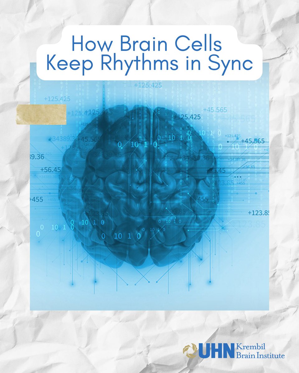 KBI_UHN's tweet image. 📖✨Congratulations to Dr. Frances Skinner, Krembil Emerita Scientist, and Dr. Jérémie Lefebvre, Krembil Affiliate Scientist from the @KCNhub, for their recent study published in Network Neuroscience!

🔗: linktr.ee/krembil