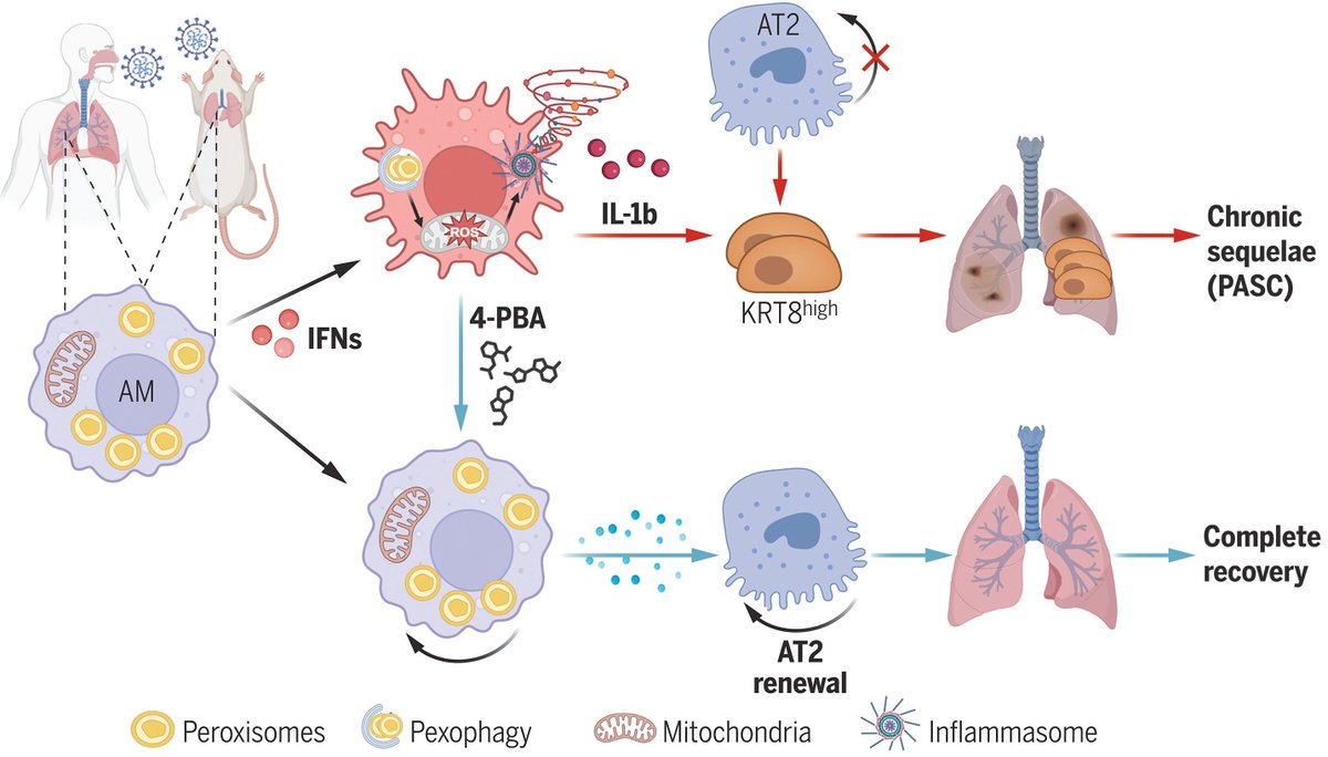 Severe respiratory viral infections impair peroxisomes in macrophages, worsening lung inflammation and tissue damage post-COVID-19. Boosting peroxisome function may be a promising therapy for reducing complications of viral respiratory infections. 

buff.ly/YZMlEZW