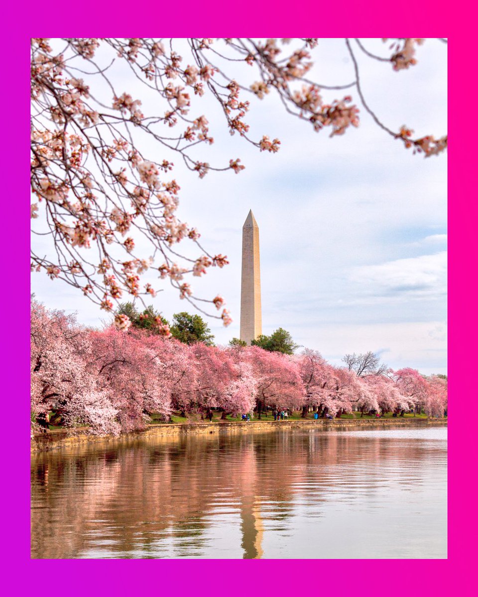 🌸 It’s that time of year again! If you’re local to the DMV area, this is your sign to plan a trip to see the cherry blossoms in full bloom this spring. Don’t miss out on this breathtaking display of nature! 

#WashingtonDC #CherryBlossoms #DMV #NationalCherryBlossomBloom