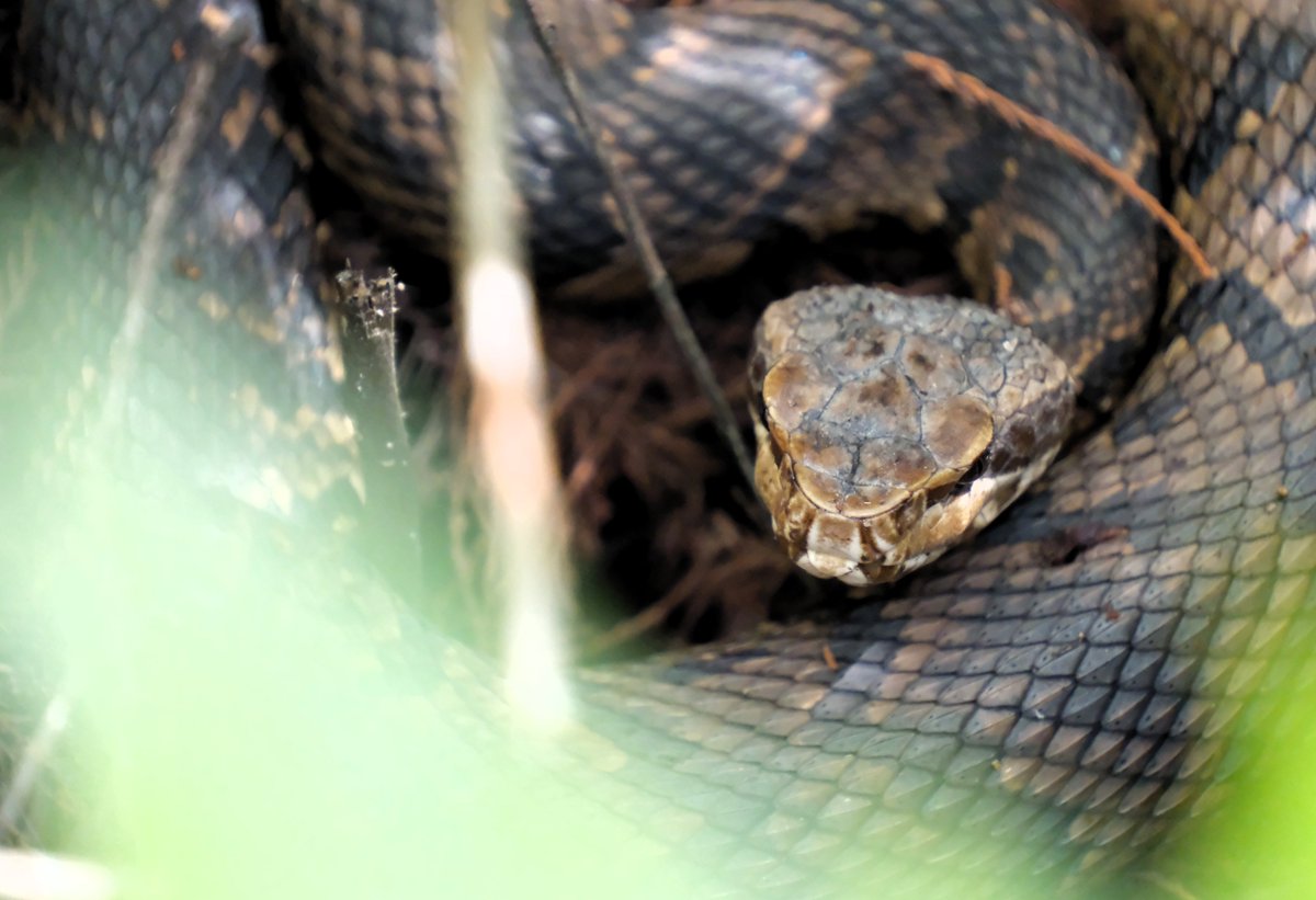 Here is a cottonmouth, through the brush, all of what you could see.