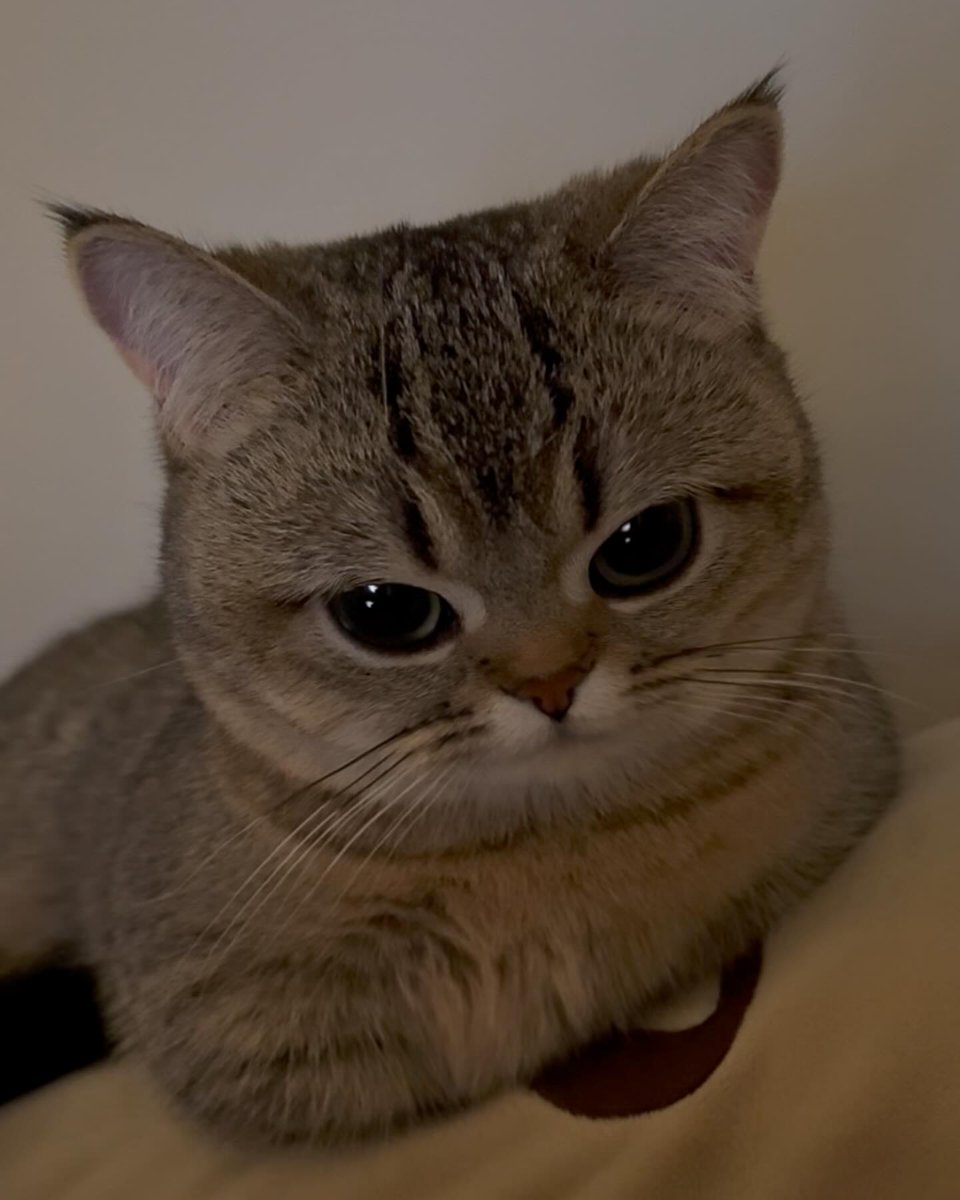 TheCatsX's tweet photo. Angy https://t.co/j3lB6sNoa8
