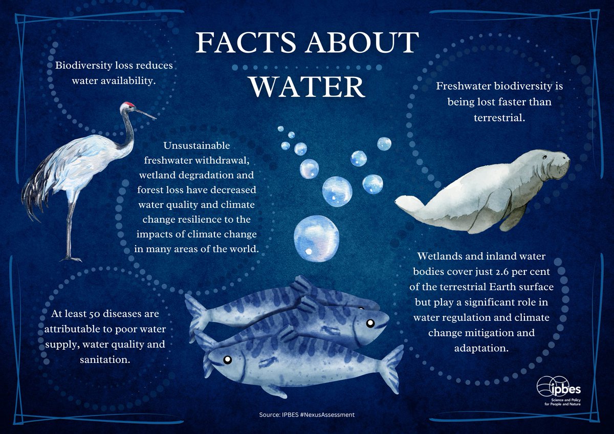 Today is #WorldWaterDay 💧

Together with the other nexus elements of health, food and climate, #biodiversity &amp; water are closely &amp; inextricably linked.💧🌱

Read more about this and response options in the <a href="/IPBES/">ipbes</a> #NexusAssessment

ipbes.net/nexus-assessme…