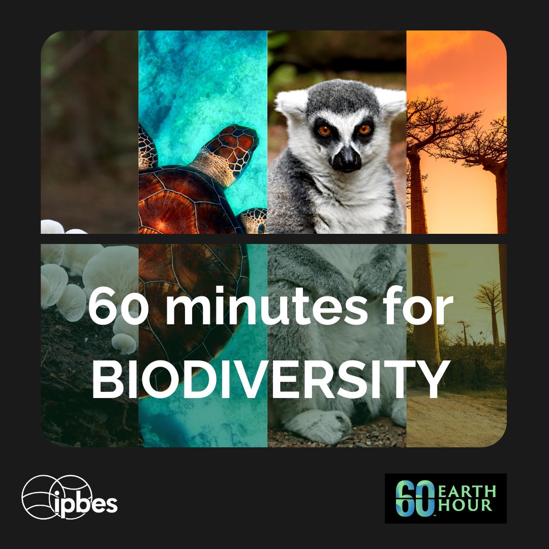 ipbes (@ipbes) on Twitter photo 🌍💡 This #EarthHour, go beyond the switch!
Turning off the lights is a symbol—but real action means understanding the crisis we face.
#Biodiversity loss is accelerating, threatening ecosystems, food security & our future
Learn more about <a href="/earthhour/">Earth Hour Official</a>⤵️
earthhour.org/take-part/disc… 🌍💡 This #EarthHour, go beyond the switch!
Turning off the lights is a symbol—but real action means understanding the crisis we face.
#Biodiversity loss is accelerating, threatening ecosystems, food security & our future
Learn more about <a href="/earthhour/">Earth Hour Official</a>⤵️
earthhour.org/take-part/disc…