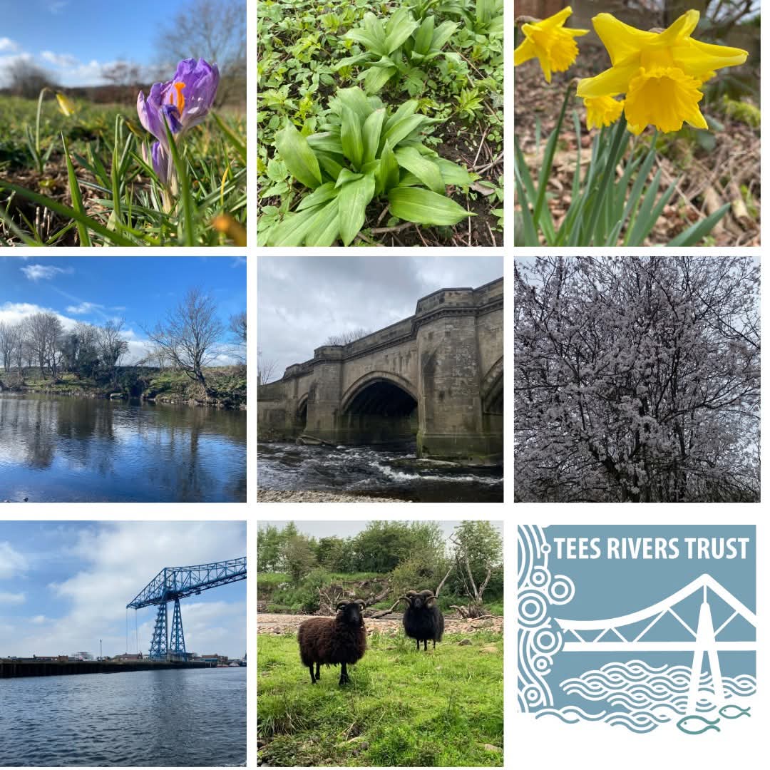Let’s play Spring Bingo! ✨🌼
The first day of spring is here, and the catchment is starting to bloom! 🌸🌿 We’ve spotted crocuses, daffodils, cherry blossoms, wild garlic, and some rams enjoying the fresh pastures. The River Tees is looking glorious too! 🌊 What have you seen?