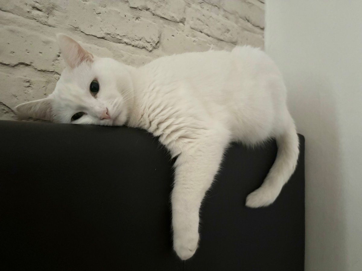 Dashtetina tweet media