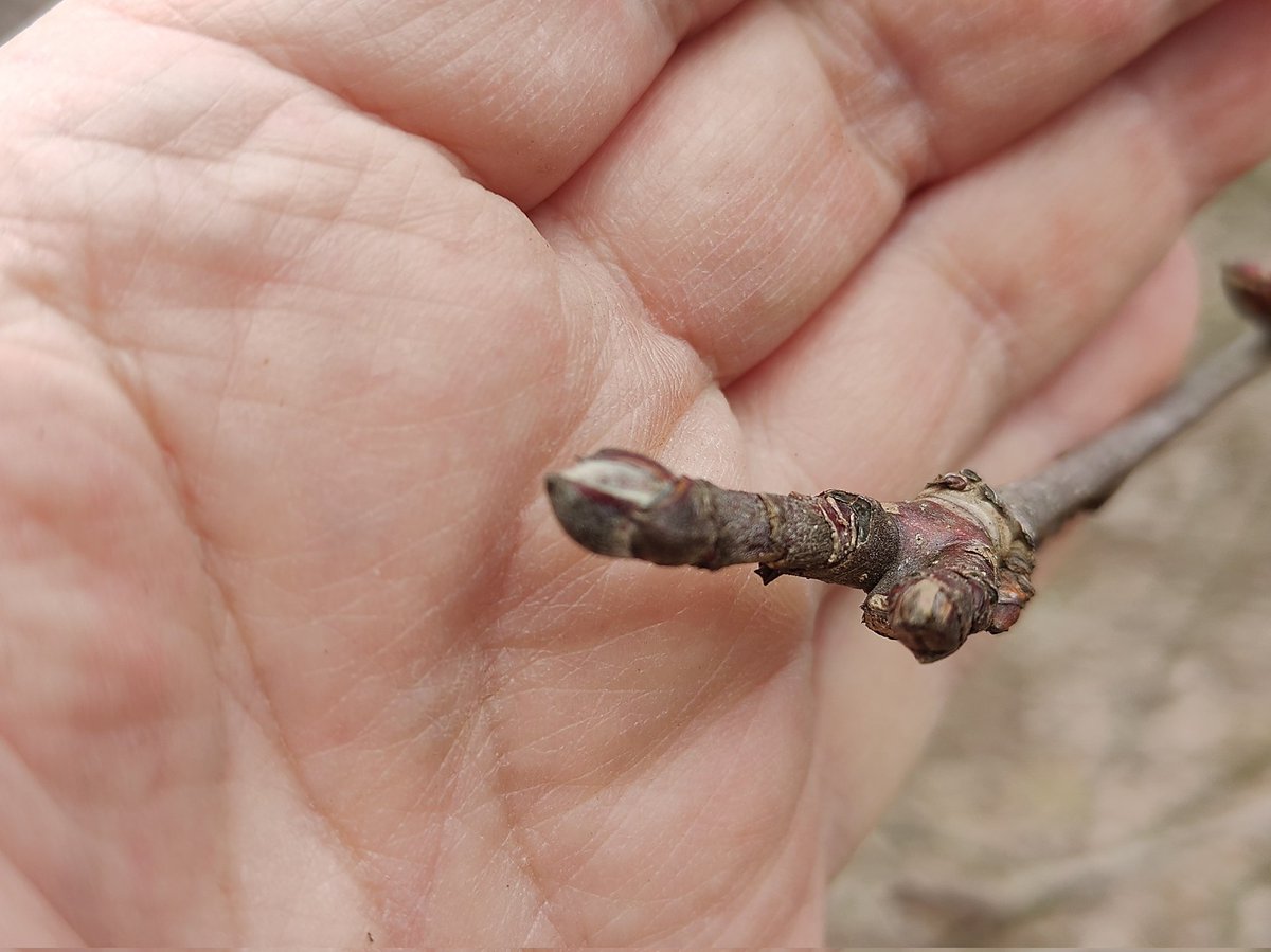 A few warm days pushed along the apple trees. Their buds are nearing the silver tip stage. #fruittrees
#gardening