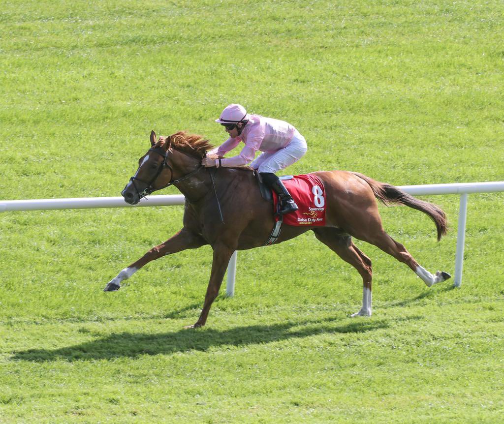 haraselmallin's tweet photo. Ver video de SOVEREIGN 👉 https://t.co/vqigh6rdJR
Padrillo Sangre Pura de Carreras que presta servicios en Haras El Mallín. Hijo de Galileo y Devoted To You por Danehill Dancer, nació en 2016.

#padrillo #caballo #caballos #galileo #sovereign #haraselmallin #horseracing https://t.co/9eUdb0kFgH