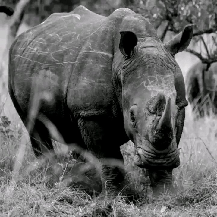 With an encounter of the African white rhinoceros, everything else fades out and one is humbled by the grandeur of the animal before oneself. 
#primateholidays #ziwarhinosanctuary #whiterhinos #rhino #rhinotracking #explorethepearl #natureaddicts #naturephotography #visituganda