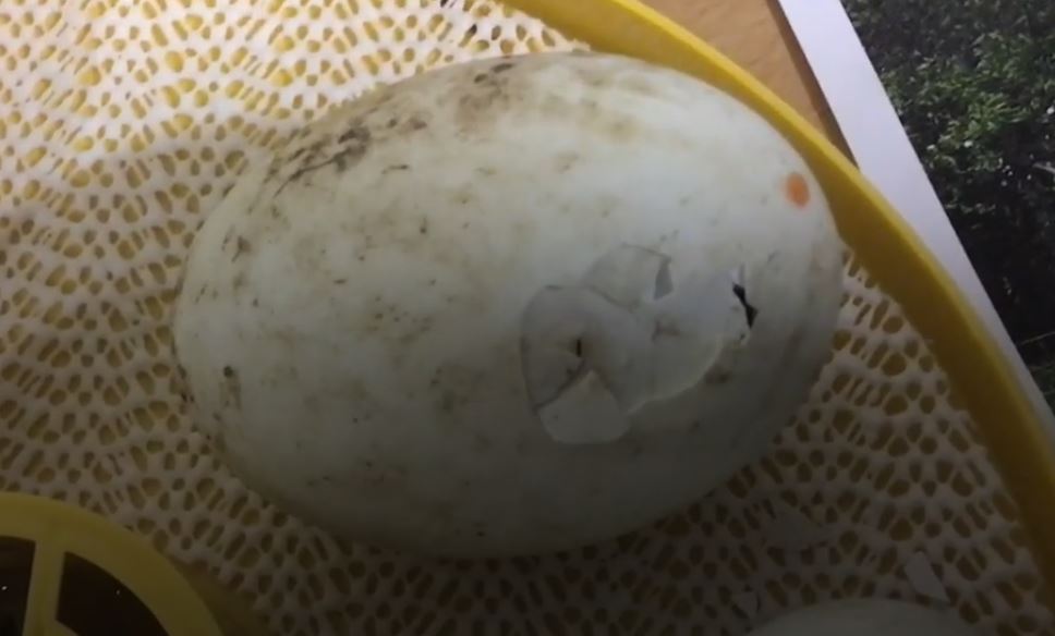 CCESchool's tweet image. British Science Week🧪
On Tuesday the duck eggs started to hatch. #BritishScienceWeek