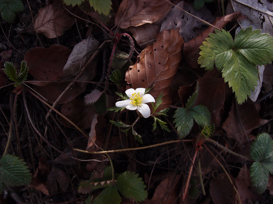 Milliarden Milchstraßen und irgend wo am Rande ein winziges Pünktchen: Unsere Erde. Milliarden Menschen und mittendrin ein Punkt, der Mittelpunkt von allem: Mein Ich.
Petrus Ceelen