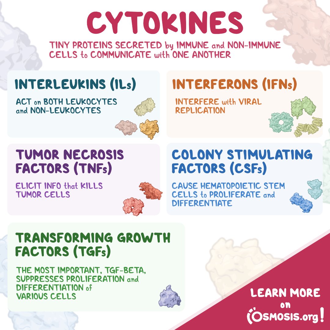 OsmosisMed's tweet photo. Today's #PhysiologyFeature is on #cytokines, which are tiny proteins secreted by both immune + non-immune cells to communicate with one another.
Learn more: https://t.co/2x9qfMfFQI
Try Osmosis from Elsevier for free: https://t.co/RNC5Mb7Dr3 https://t.co/46AGSknfui