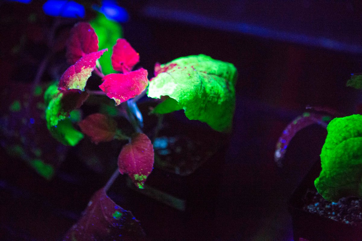 Plants as biofactories? It’s happening. By leveraging controlled environments, we’re unlocking new frontiers in biologics. Where plants produce high-value compounds for medicine, nutrition, and beyond. This is the future of biotech-driven agriculture. #Innovation <a href="/IntravisionGP/">Intravision Group</a>