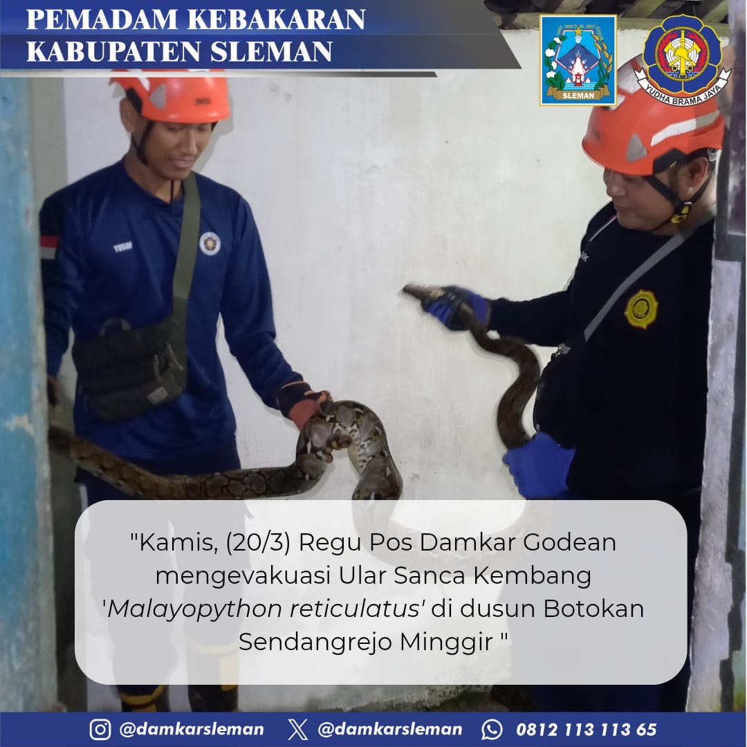 damkarsleman's tweet photo. Kamis, 20 Maret 2025 pukul 22:00 WIB  Pos Damkar Godean mendapat laporan permintaan evakuasi ular masuk rumah warga  yang beralamat di Botokan, Sendangrejo, Minggir, Kab. Sleman. Ular berjenis Phyton yang berada diatap kamar mandi berhasil dievakuasi. https://t.co/1ahXmBsTUm