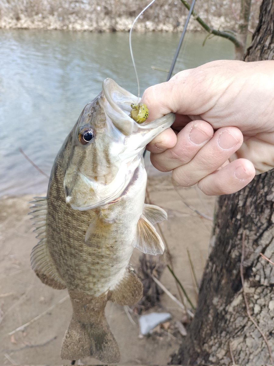 GuywithaGoProFS's tweet photo. Small mouth #bass on the #gitzit 3/8s #footballhead jig head and BPS #doubletailgrub . Absolutely #drilled it  #fishing #bassfishing #spring #feed #up https://t.co/O78fevlj22