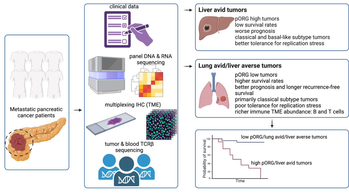 Cancer Research (@cr_aacr) on Twitter photo Read the In the Spotlight commentary "The Biology in the Pattern" by <a href="/MaxReichertMD/">Maximilian Reichert</a> and <a href="/arispapargyriou/">Aristeidis Papargyriou</a> discussing a recent <a href="/NatureCancer/">Nature Cancer</a> paper by Jason Link, Rosalie Sears et al. brnw.ch/21wRsVj Read the In the Spotlight commentary "The Biology in the Pattern" by <a href="/MaxReichertMD/">Maximilian Reichert</a> and <a href="/arispapargyriou/">Aristeidis Papargyriou</a> discussing a recent <a href="/NatureCancer/">Nature Cancer</a> paper by Jason Link, Rosalie Sears et al. brnw.ch/21wRsVj