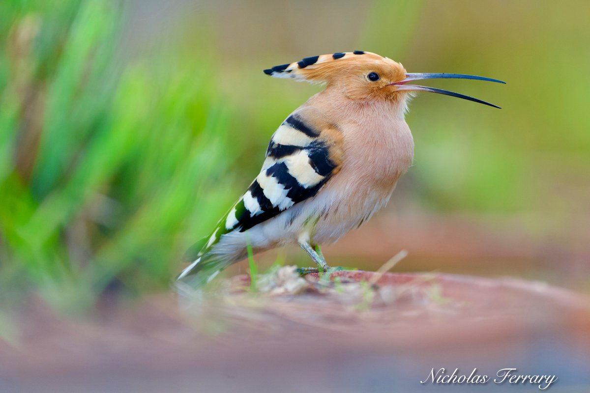 Eurasian Hoopoe, locally refered to as Gallito Marzo, enjoying a break from the rain.