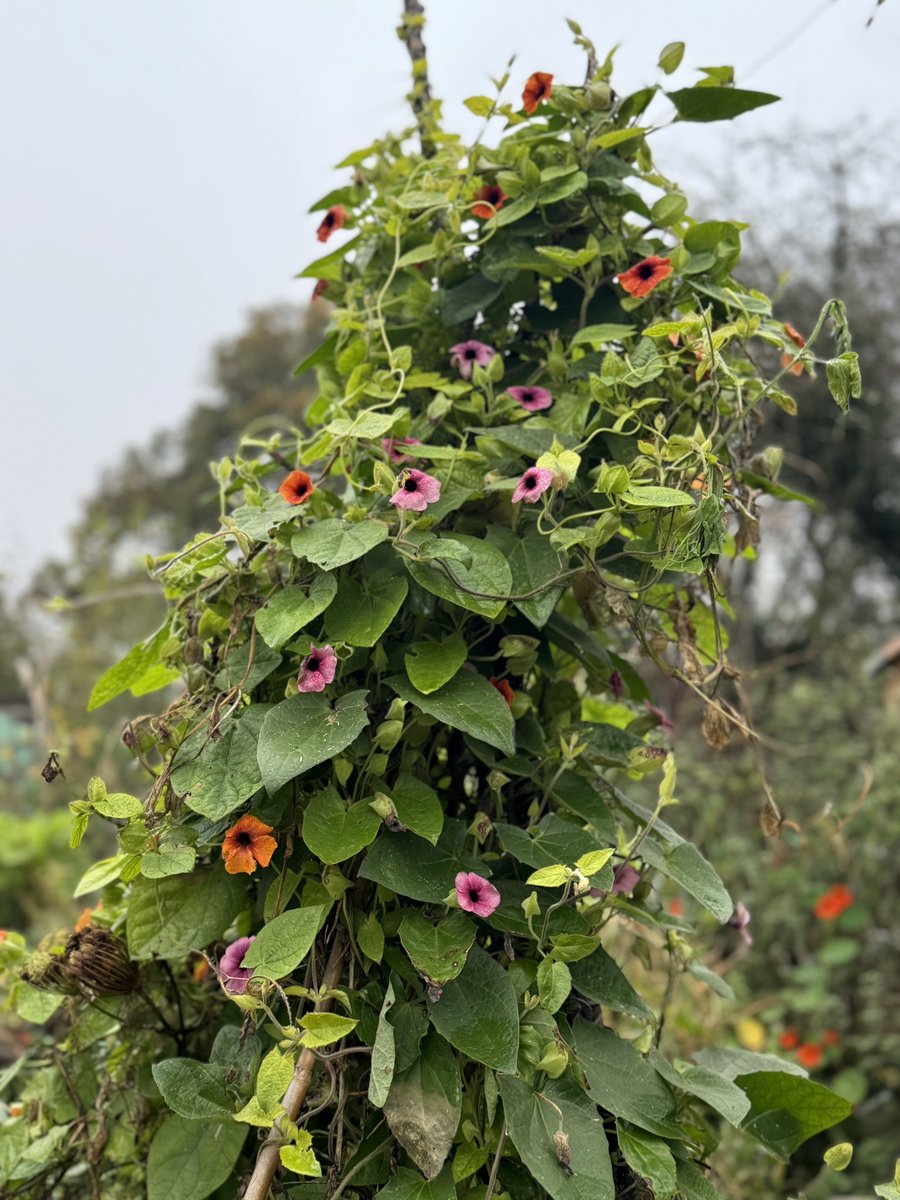 I was inspired to grow as many climbers as I could a few years back to increase my usage of available vertical space. 

Thunbergia alata is brilliant once it gets going &amp; is one of the last to fade come the frosts.

Grown happily here with Sweet Peas &amp; beans 🫘 🌸

#GardeningX