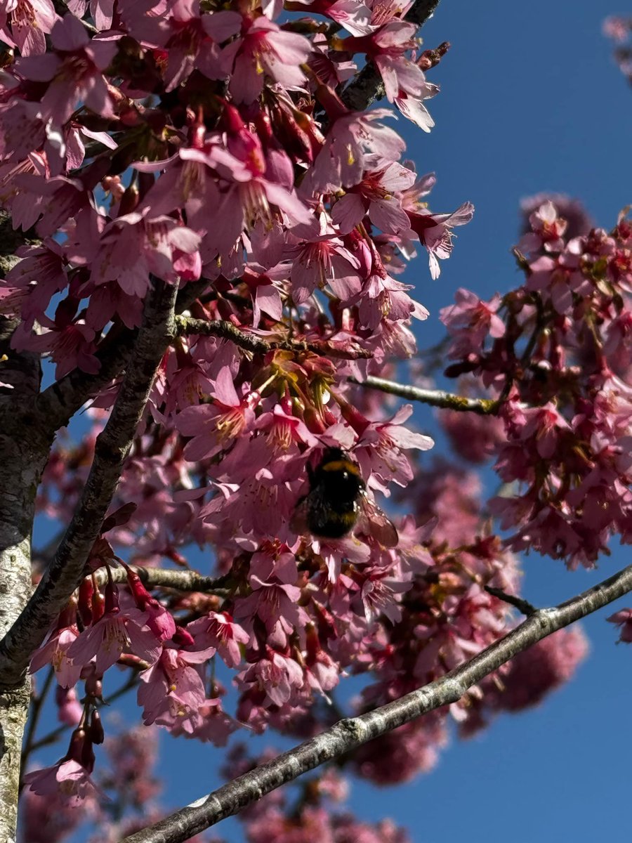 Early pollen sources are essential for those #bees #butterflies and other #insect life that wake up and get going before many #plants have.  Now #trees, especially Cherry (Prunus sp.) increase pollen availability massively.

email lewis@bernhardsnurseries.co.uk for prices.