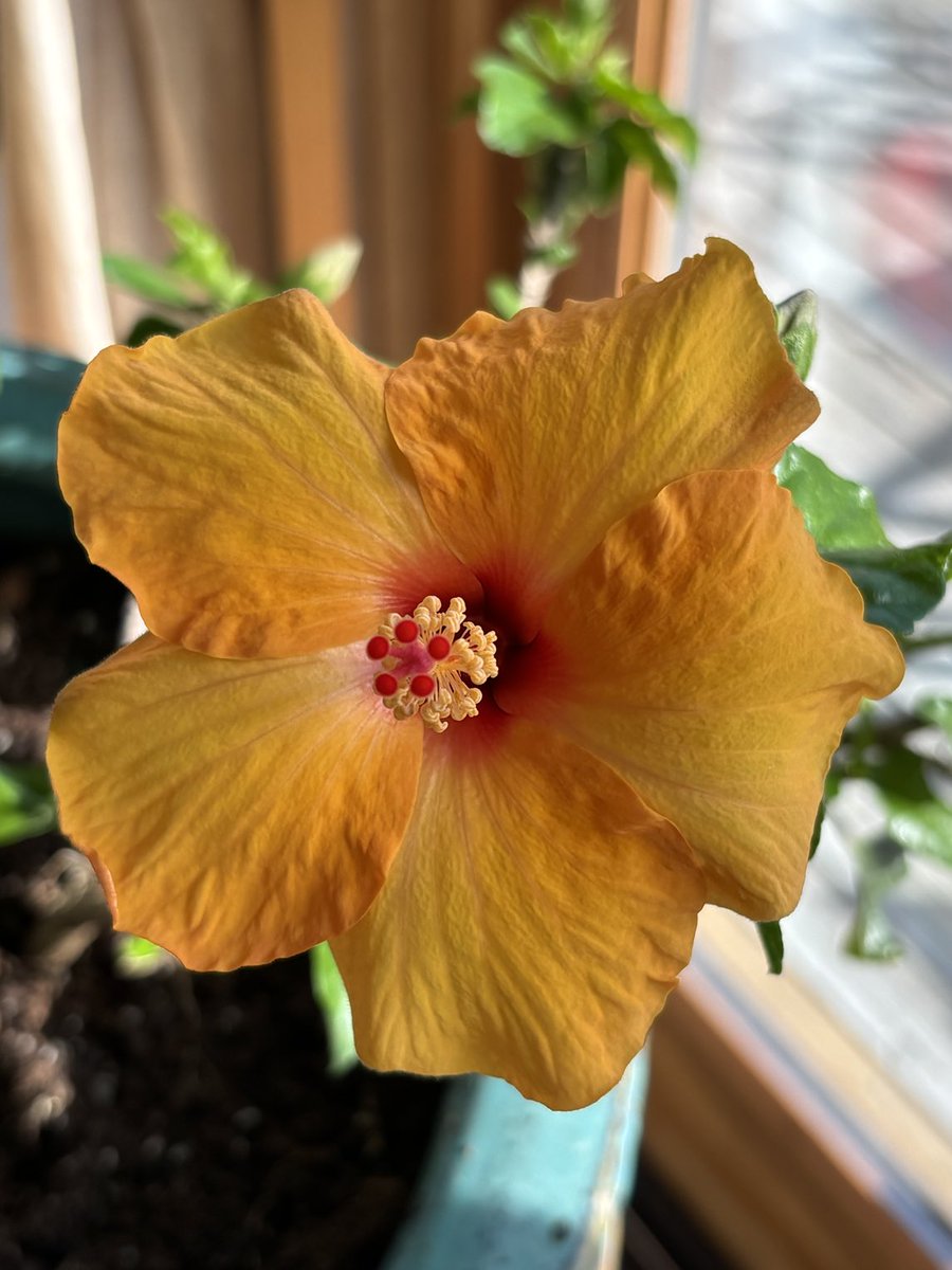 OBP Association tweet media