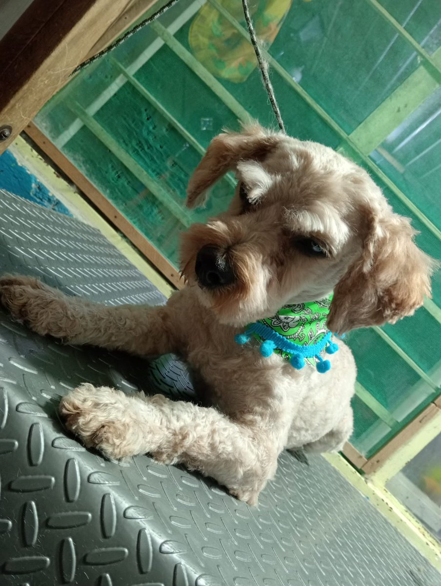 Soni, así se llama ahora. 
Es un perrito muy noble, que fue a abandonado por su familia, necesita una nueva , una que si sea responsable y consciente.  
Tiene 2 años aprox, talla chica 
Se entrega vacunado, desparasitado y esterilizado 
#rt #adoptaNoCompres #CiudadDeMéxico