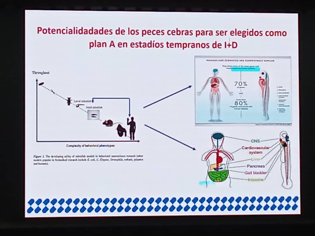CIDEM_Cuba's tweet photo. Presentación en el Consejo Científico de @BioCubaFarma del Laboratorio de Peces cebras de @CIDEM_Cuba: sus potencialidades para las investigaciones biomédicas, así como para los estudios de toxicología y ecotoxicología. @DuniaCIDEM @MaydaMauriBCF @SDCarreraBcf https://t.co/N3GhCIFdPH