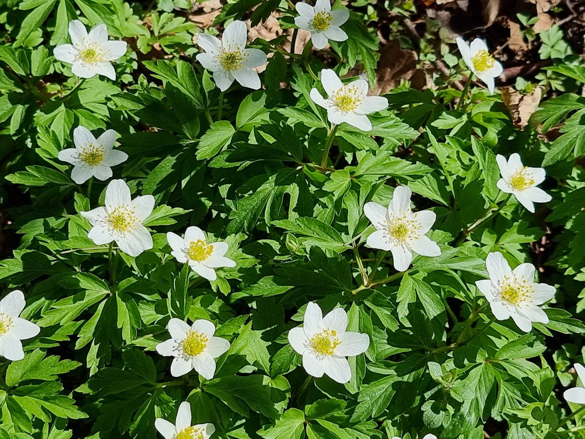 Frühlingsgrüsse von unterm Haselnussbusch