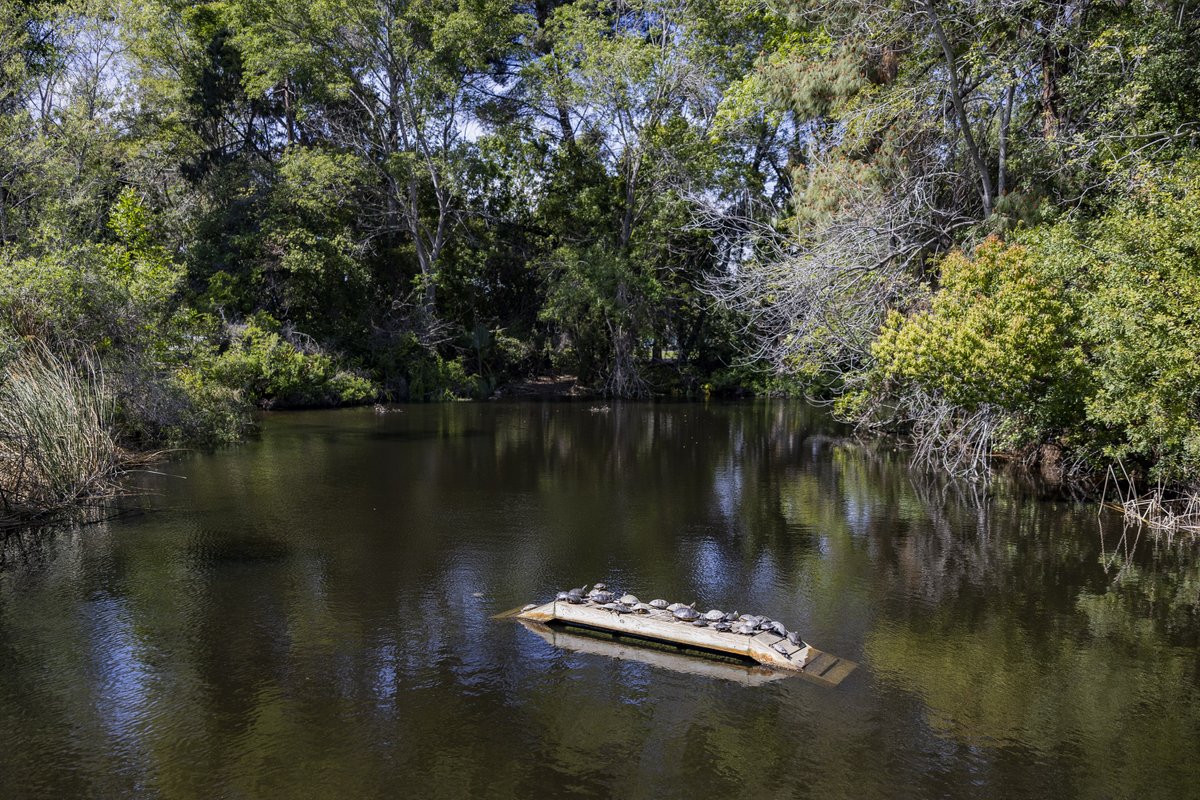 LongBeachCity's tweet image. The turtles 🐢 at our El Dorado Nature Center are enjoying the ☀️ #firstdayofspring! 

Keep blooming 🌼Long Beach!