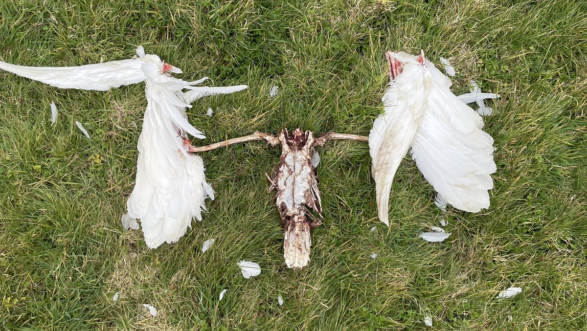 Found this swan carcass that a fox got. Something poetic about it idk