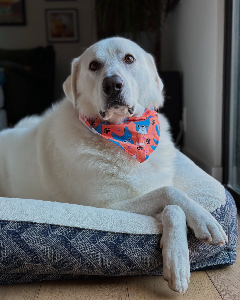 Chad Concelmo tweet media