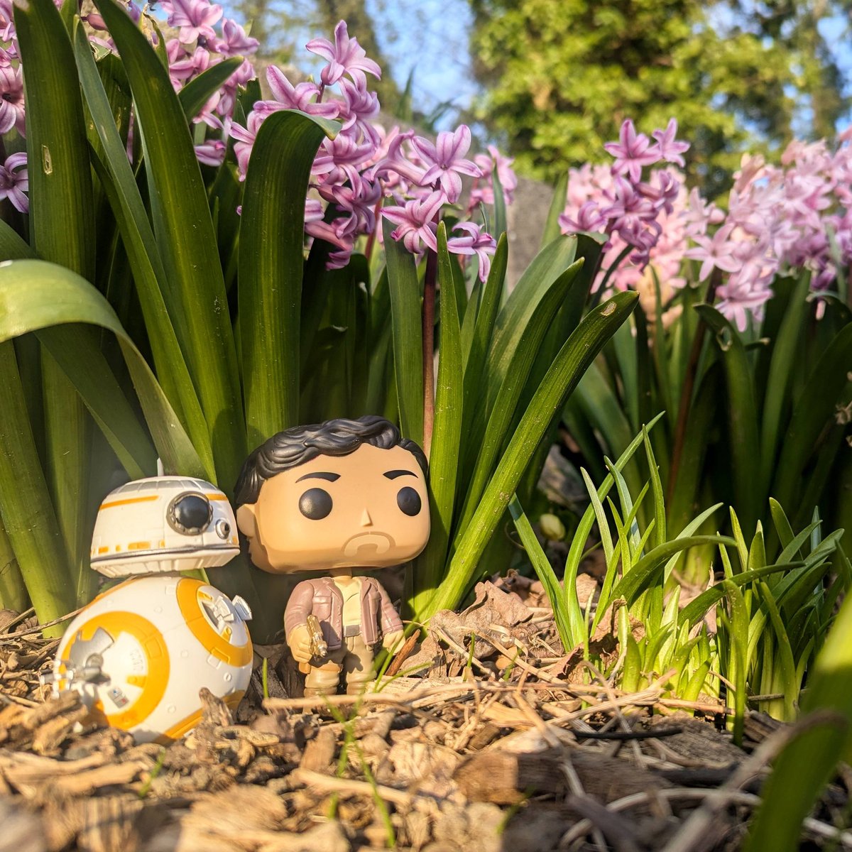 Jakey_Jays's tweet image. Happy beeps here, buddy 🌸🌿

#StarWars #Poe #BB8 #FunkoPOP
