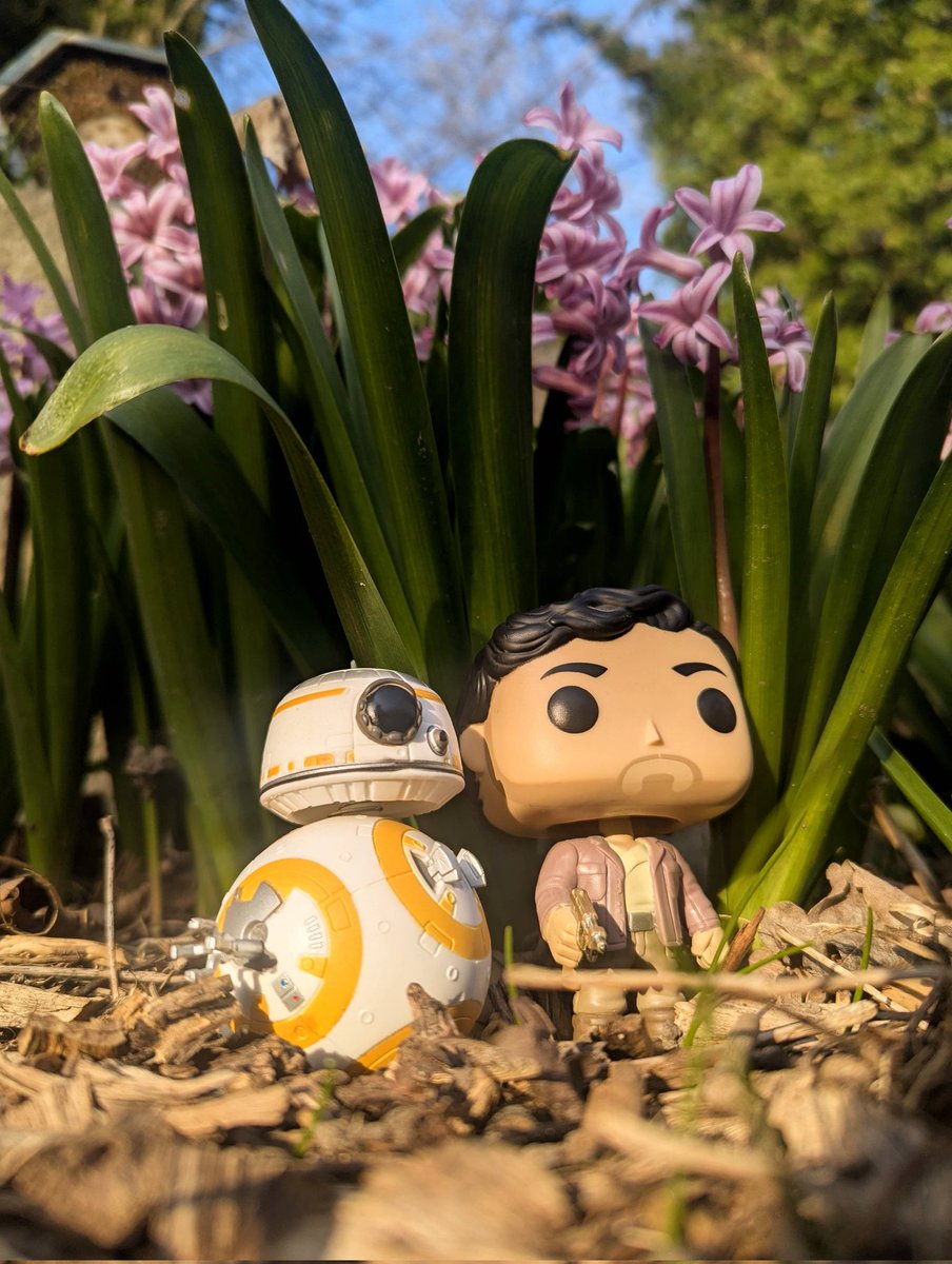 Jakey_Jays's tweet image. Happy beeps here, buddy 🌸🌿

#StarWars #Poe #BB8 #FunkoPOP