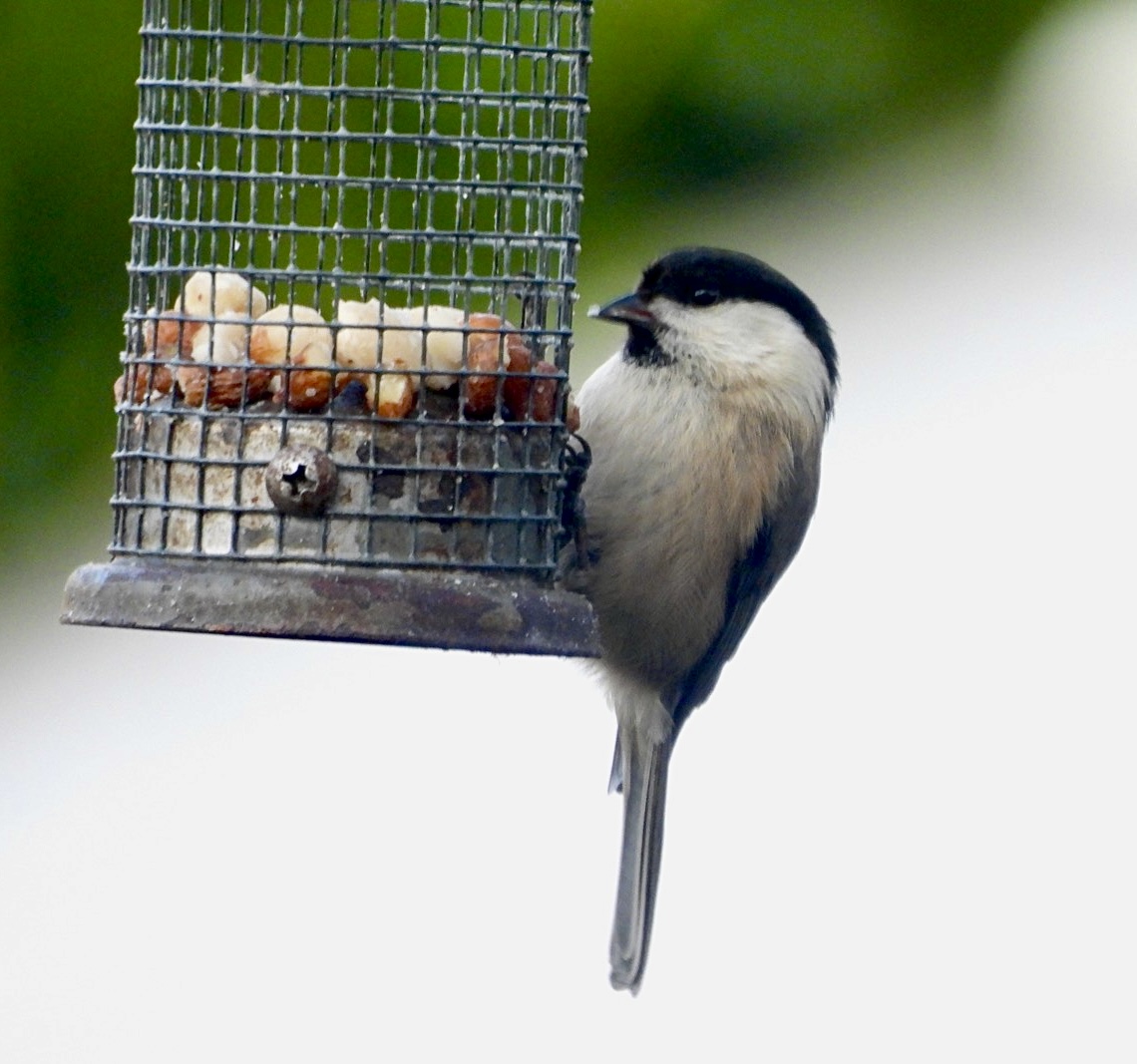 Willow Tit in my #Northumberland garden today <a href="/bto/">BTO</a>gbw @bto <a href="/NTBirdClub/">Northumberland & Tyneside Bird Club</a> <a href="/RSPBbirders/">RSPB Birders</a> <a href="/Natures_Voice/">RSPB</a> <a href="/RSPBEngland/">RSPB England</a>