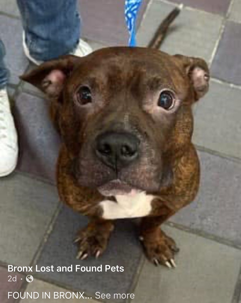 Dubs4Mutts's tweet image. 🥺 Is this your doggie? ♥️🐶
#LostDog #FoundDog #MissingDog
He was found in #Bronx #NewYork and is now at the #Manhattan #NYCACC Shelter is FULL 🆘 Please help Patrick get seen fast for a chance at a loved doggie life 🙏🏽🏡🥰 My 🔗 nycacc.app/browse/222542 DM @CathyPolicky for ℹ️