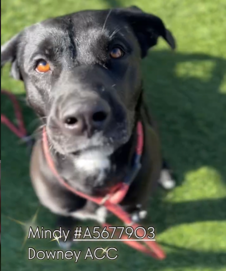 mapleveewesem's tweet photo. 🆘💔🆘Beautiful black lab mix MINDY, 4 yo, 79, is the latest pup on the Downey #California ACC ☠️ list😱 She's very affectionate, loves playing with other calm, large dogs. Has a medium energy, but lots of go in short bursts. Adoption fee waived. more⬇️
#A5677903 https://t.co/fQP9cAqKOP
