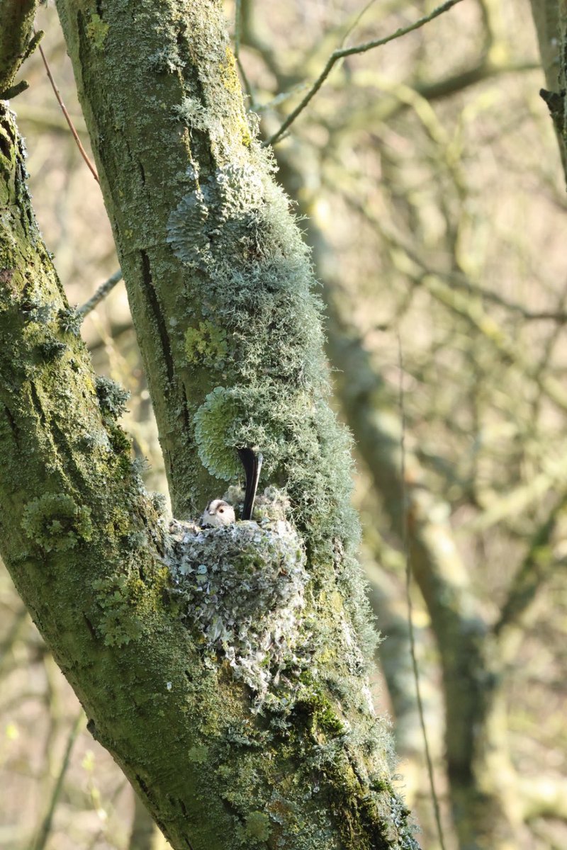 The Big Shadow tweet media