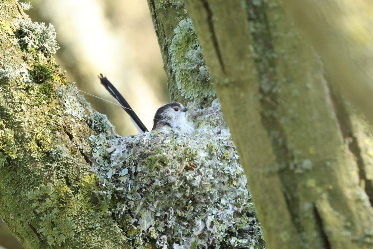 The Big Shadow tweet media