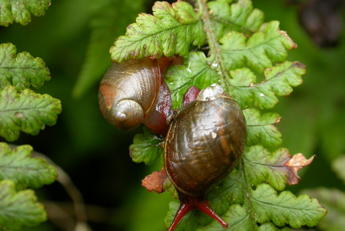 😊On #HappinessDay we look back on the incredible journey so far to safeguard our cloud forest for water, wildlife and people. Despite challenges, we are HAPPY with the significant progress made. 𝕋𝕙𝕒𝕟𝕜 𝕪𝕠𝕦 to <a href="/FCDOGovUK/">Foreign, Commonwealth & Development Office</a> for funding 4yrs of this vital project 🇬🇧🤝🇸🇭 #SHCFP