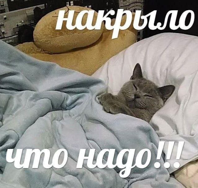 cats, i love cats (@catsilcats) on Twitter photo 