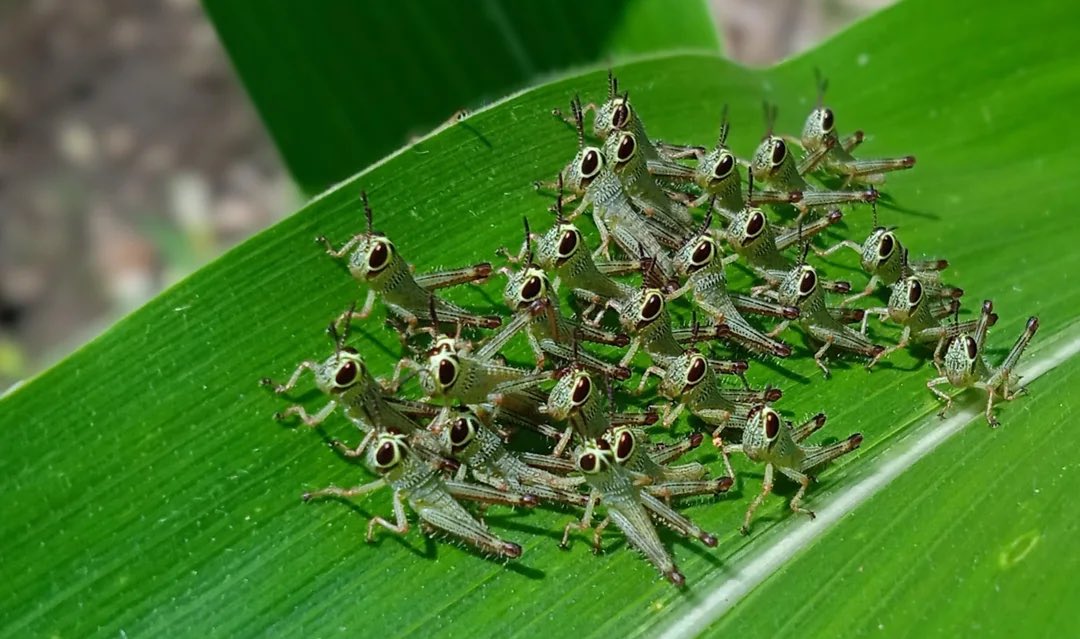 EvilLargeBug's tweet photo. The fact that these images are real and not fake.. baby grasshoppers really are that cute https://t.co/dP8djylqeM