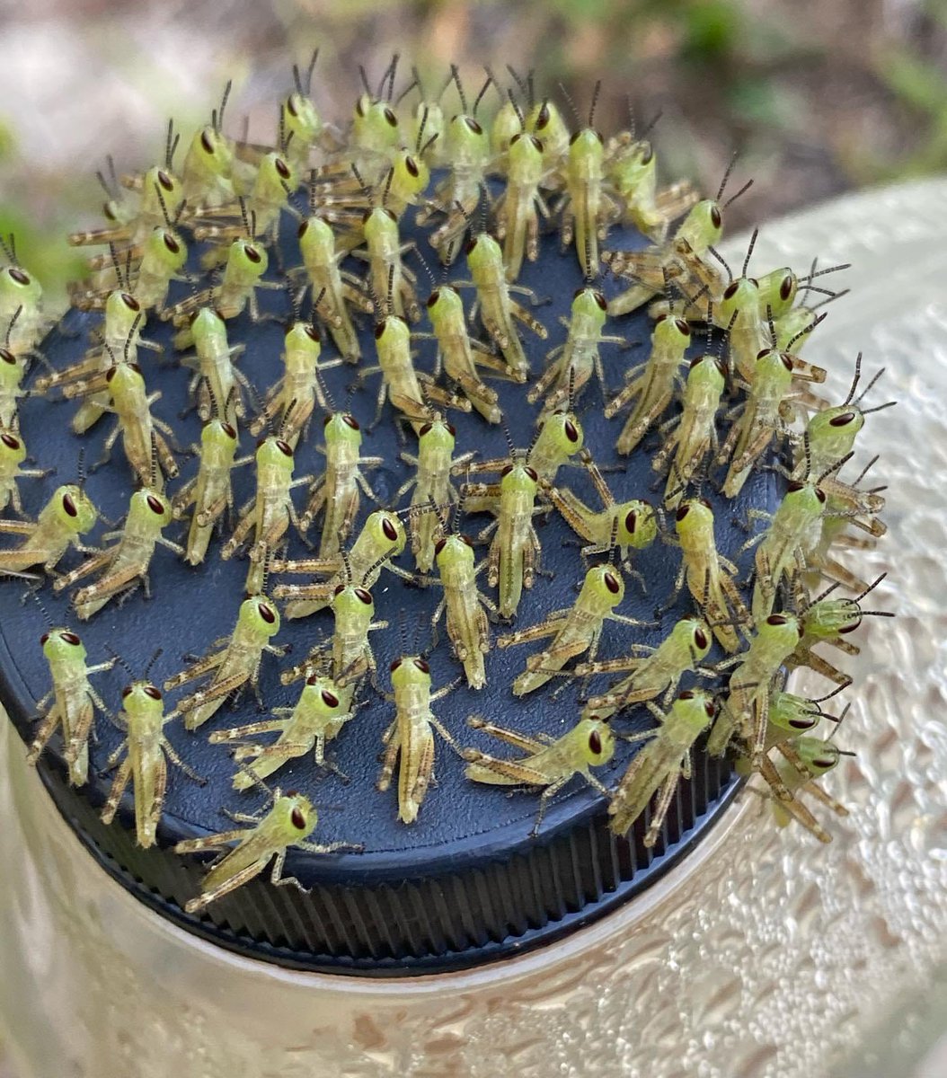 EvilLargeBug's tweet photo. The fact that these images are real and not fake.. baby grasshoppers really are that cute https://t.co/dP8djylqeM