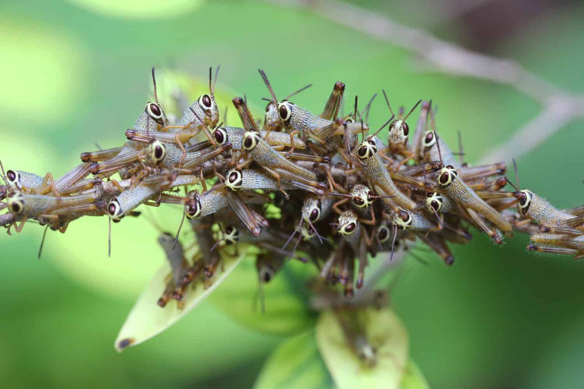 EvilLargeBug's tweet photo. The fact that these images are real and not fake.. baby grasshoppers really are that cute https://t.co/dP8djylqeM