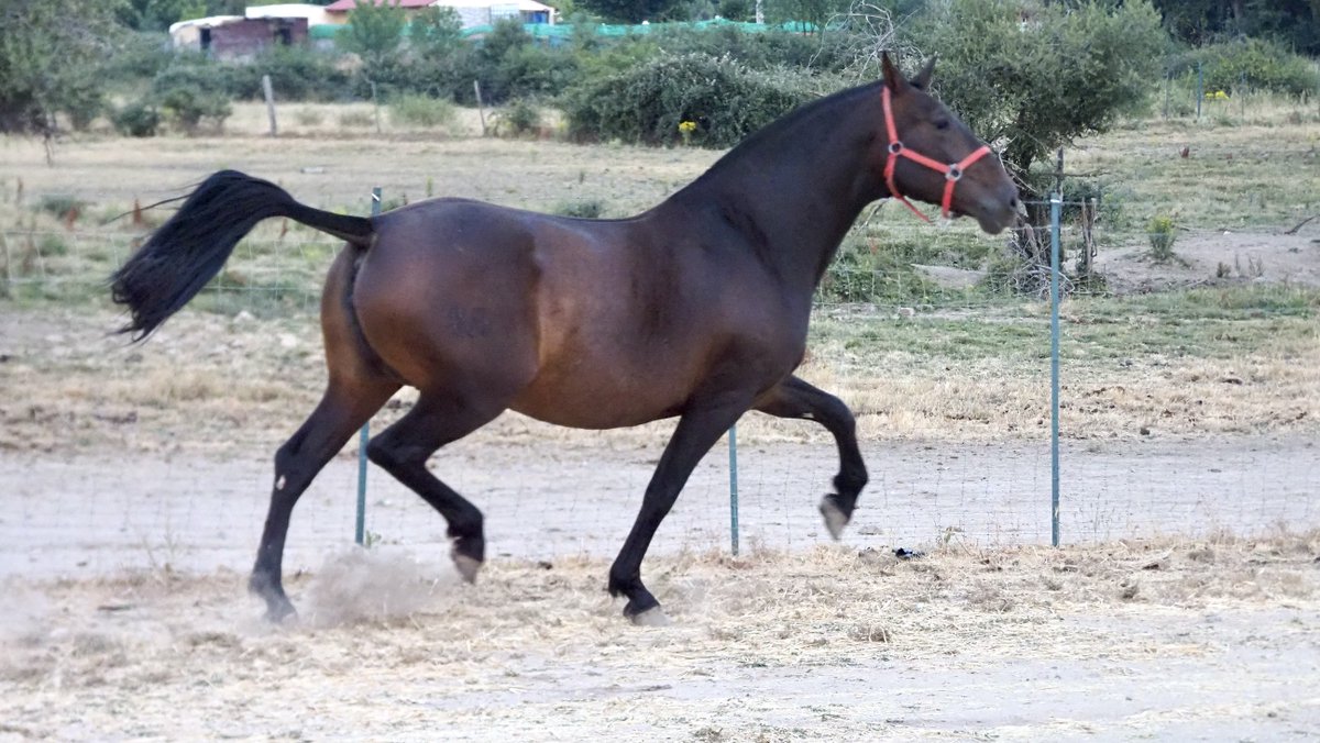 iberianhorses's tweet photo. Impresionante yegua PRE de 174 cm.
Montada básica e ideal para quienes quieran producir talla, movimientos y morfología.

Contáctanos para mas información +34609858867

🌐https://t.co/DFzy9FUjbO
📧info@iberianhorses.es
☎️+34 609858867

#yeguaparacriar #zuchtstute #mareforbreeding https://t.co/n6M4Ie6n1K